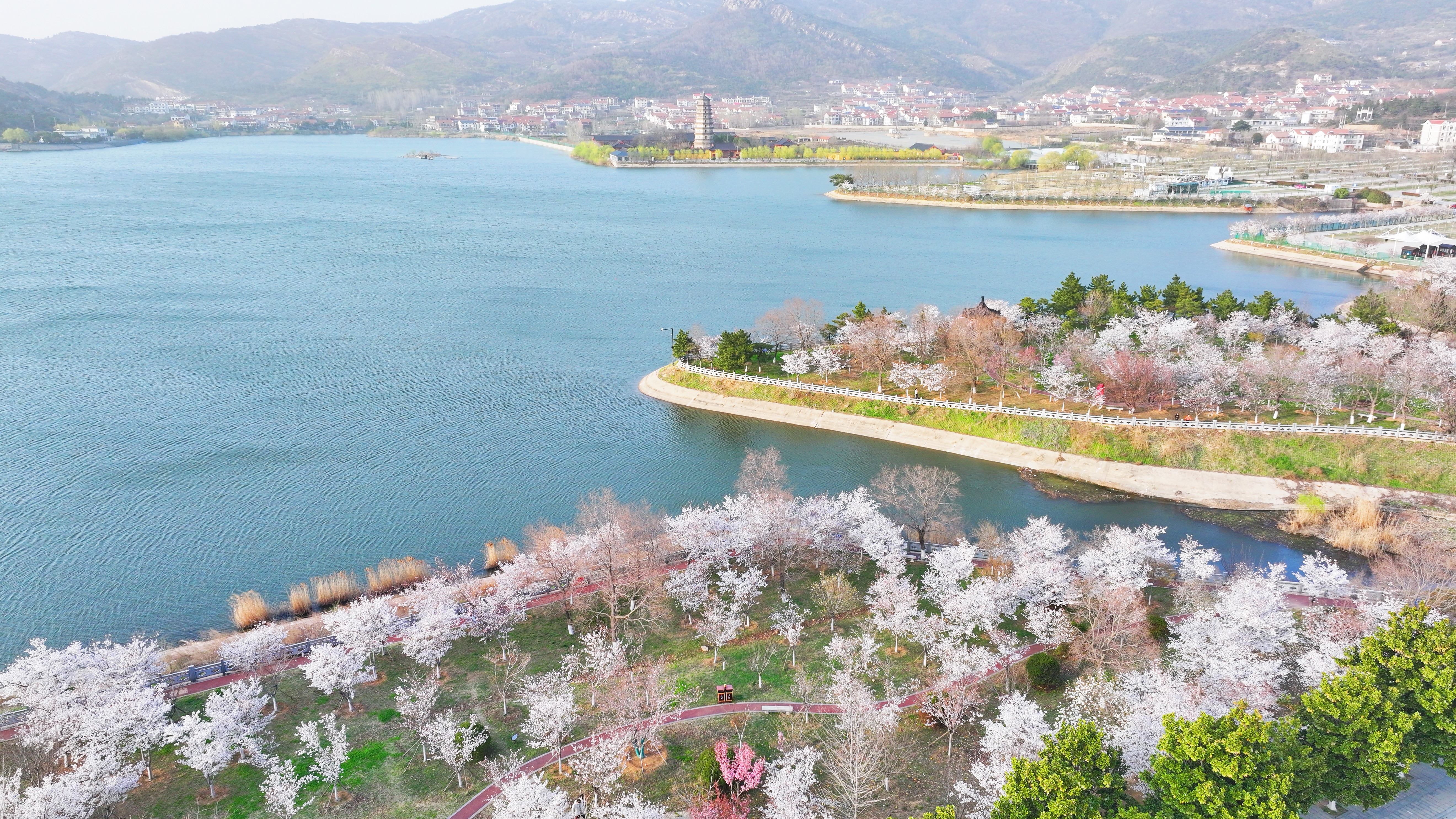 77孙艺菡《樱花湖》.jpg