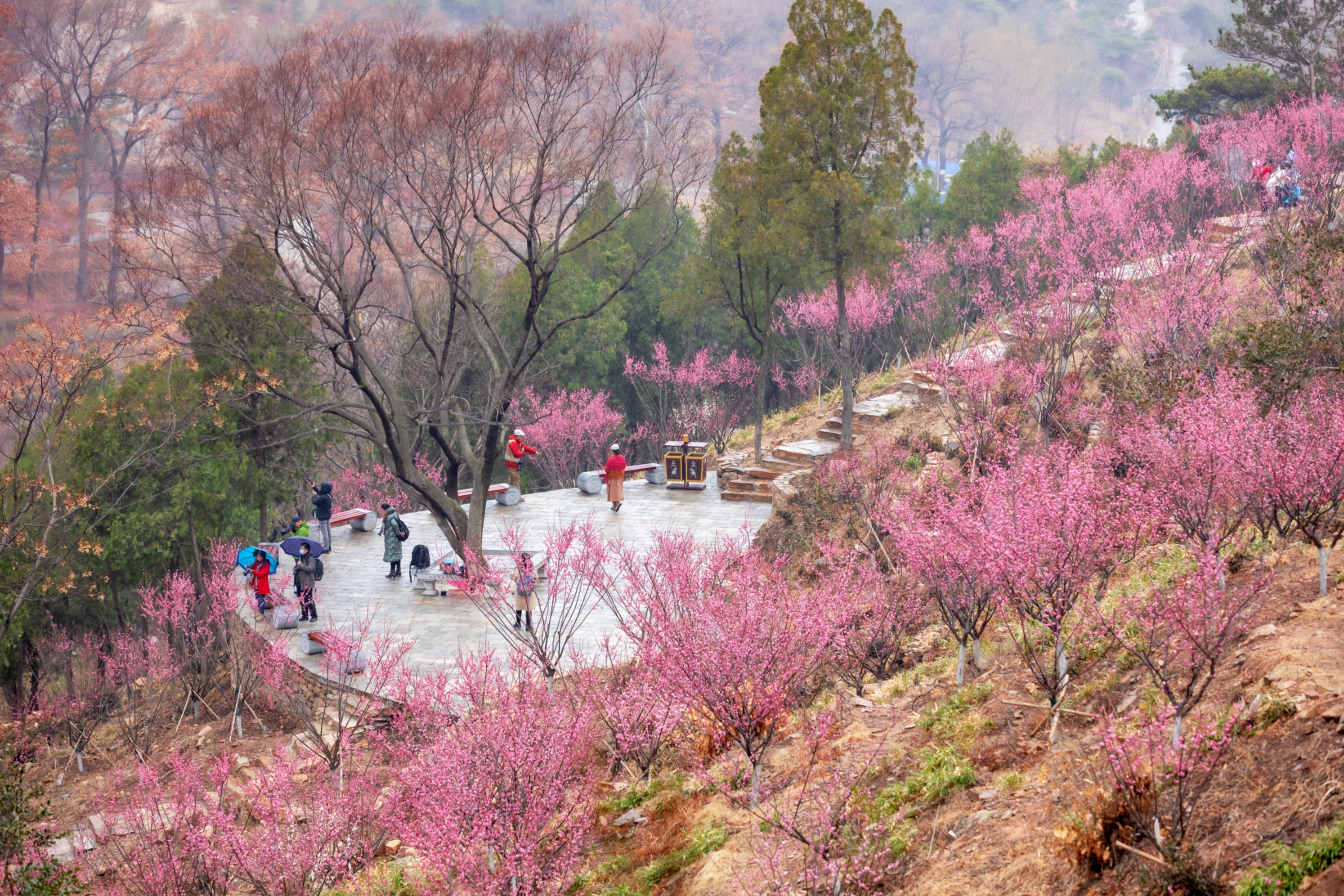 45 刘良福《梅花开满山》.jpg