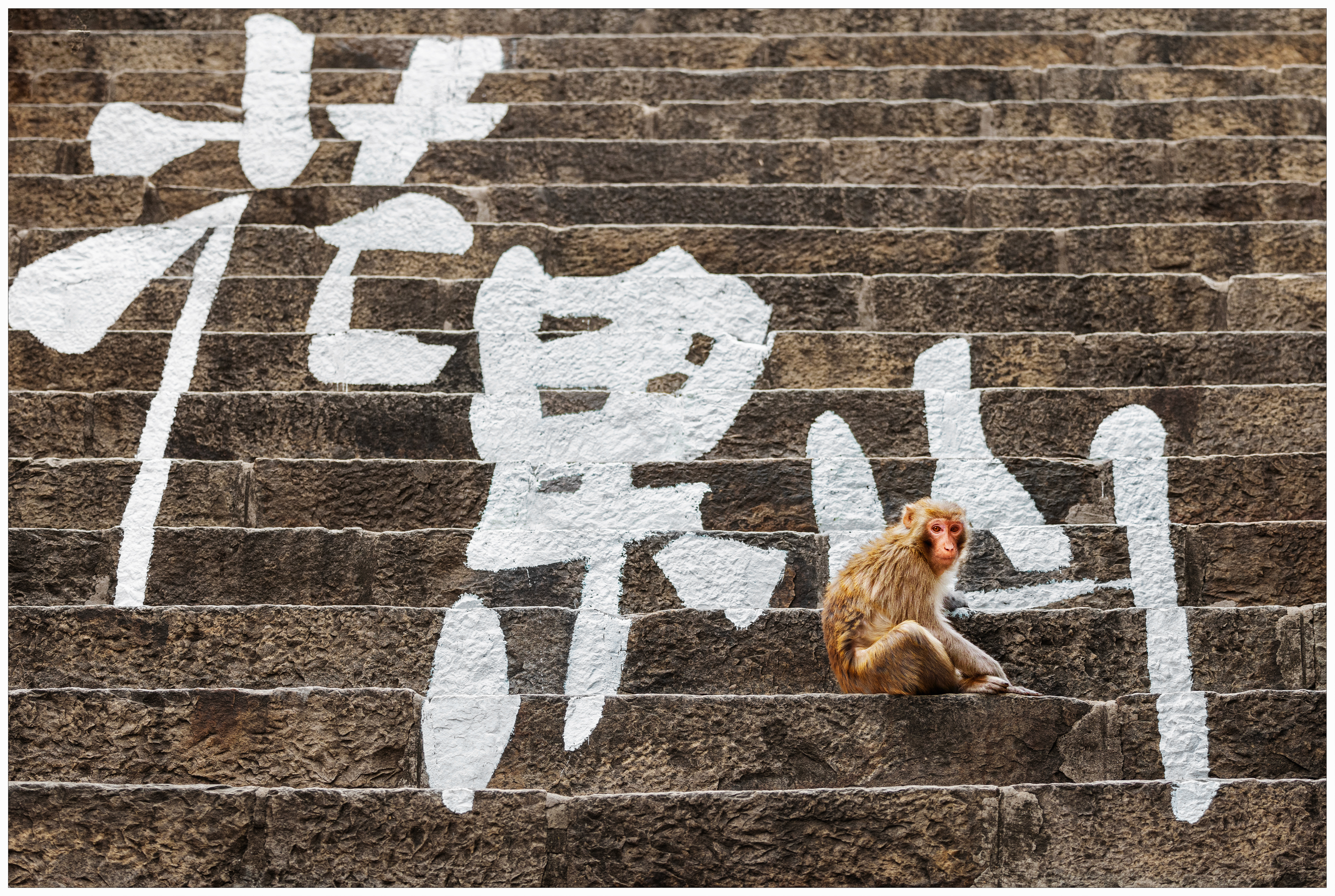 花果山畔 灵猴守石阶+陈守勋.jpg