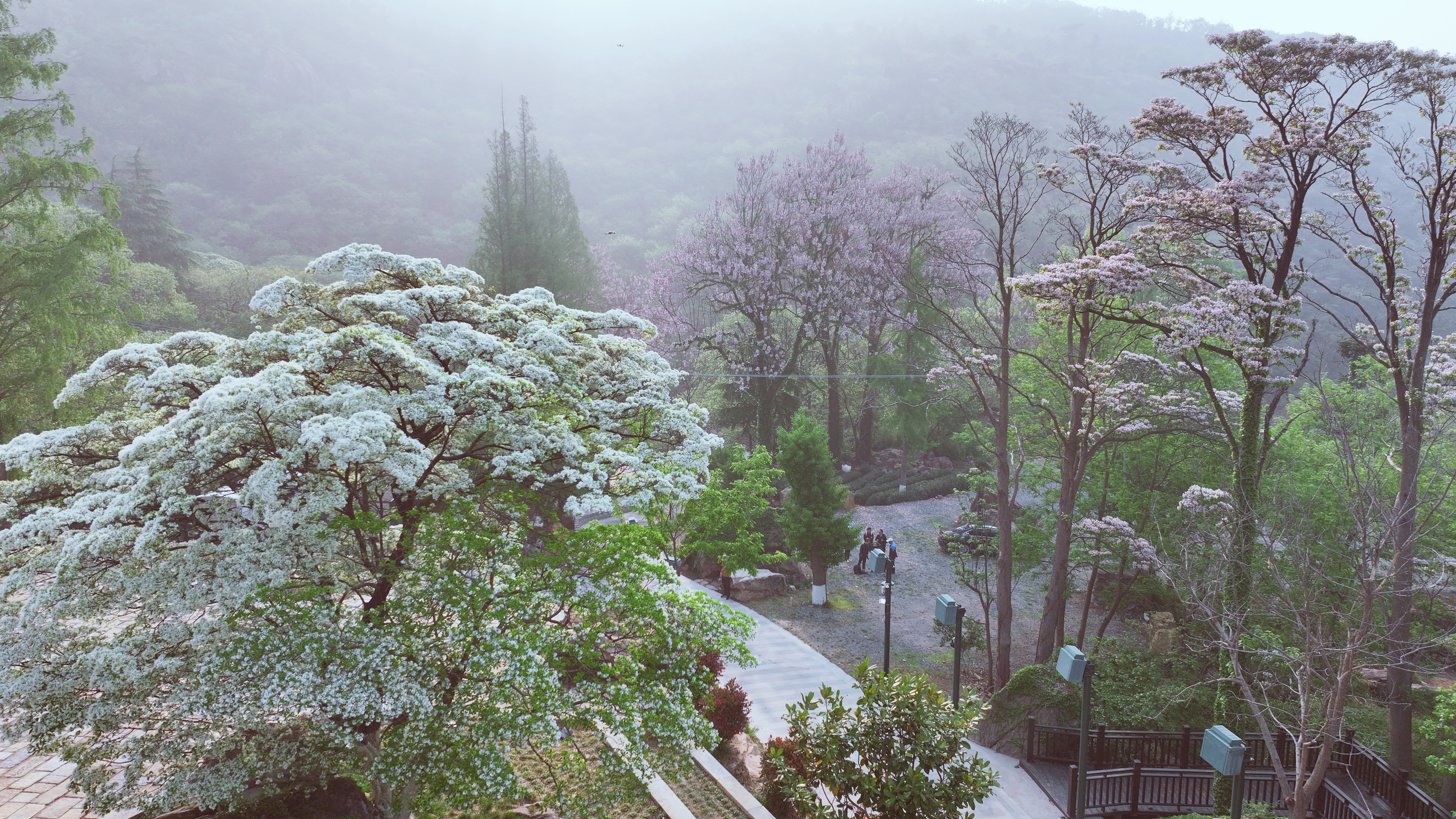 115马丽《雾里看花》.jpg